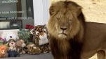 Cecil the Lion: Bones Will Become a Memorial